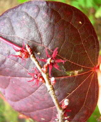 DISANTHUS CERCIDIFOLIUS